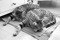 Cats Protection