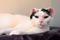 Cats Protection