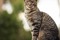 Cats Protection